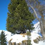 TING DEL LAGORAI (MALGA VAL CION)_02